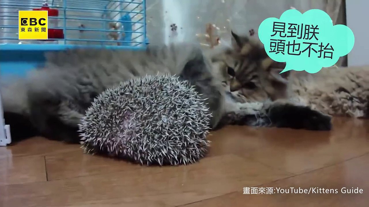 Cat and Hedgehog.