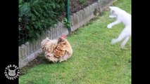 Unlikely Friends_ Cat & Chicken Edition