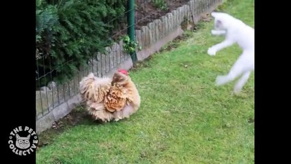 Unlikely Friends_ Cat & Chicken Edition
