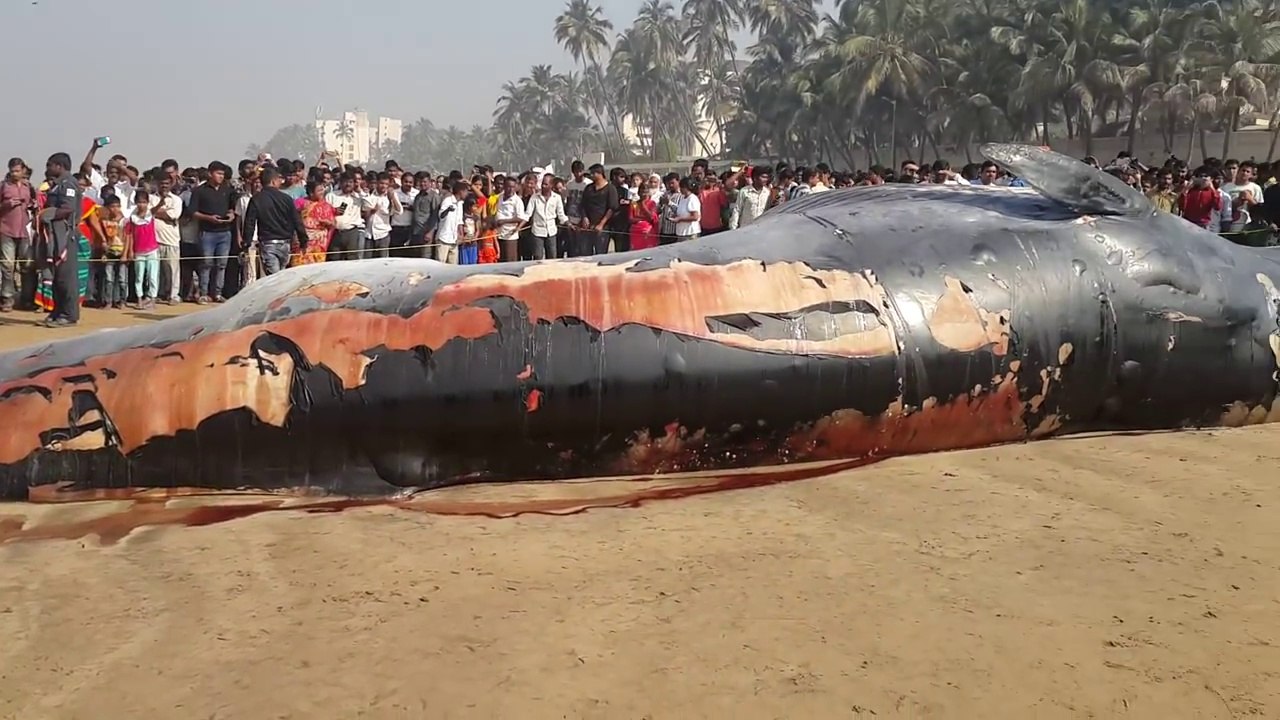 A 35-foot Dead Whale Washed Up At Juhu Beach Mumbai