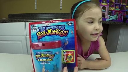 Download Video: THE AMAZING LIVE SEA MONKEYS! Cute & Easy Pets for Kids - Fun Kids Activity Review