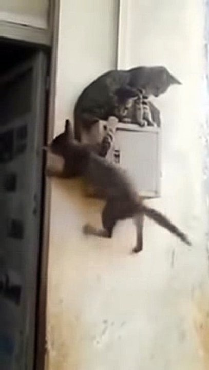 Funny Cats