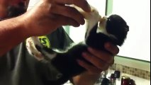 Un chaton complètement autonome avec son biberon