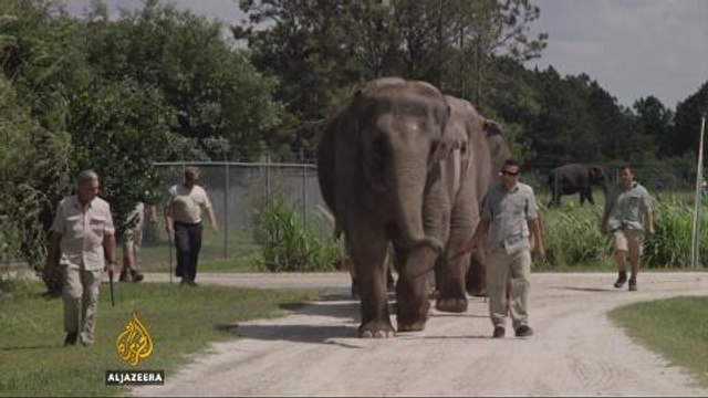 US: circus elephants head to Florida to retire
