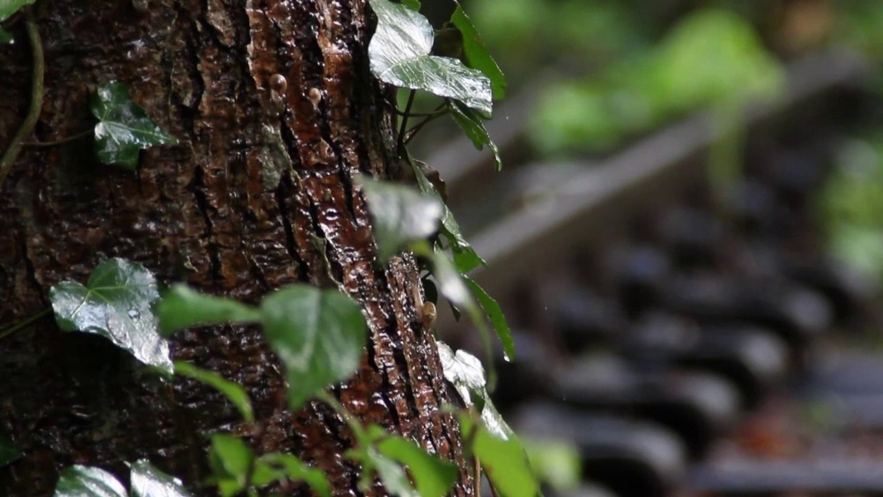 escargot sous la pluie