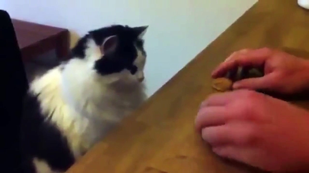 Cat Magic Trick