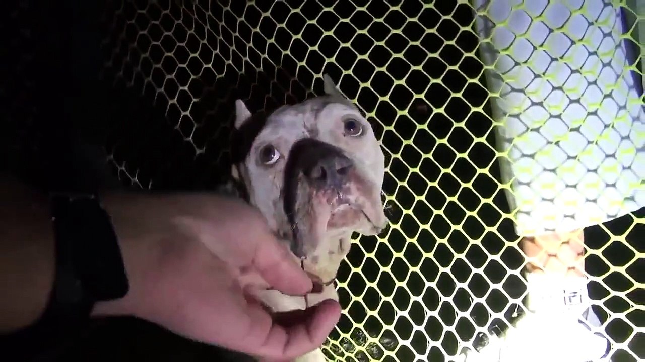 You has just met a  good owner.