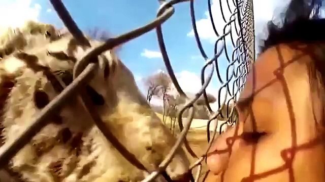 Vine Compilation 2016 | The Best Vines 2016 | Funny Vines - WorldStarHipHop Vines 2016 - Funny Fail Videos # 1