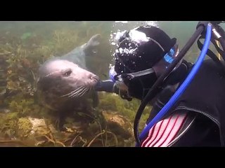 La foca si avvicina al sub e gli chiede qualcosa... ecco cosa!