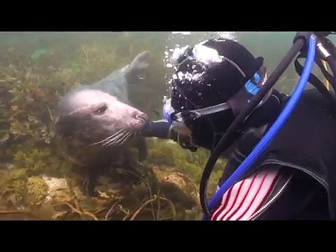 La foca si avvicina al sub e gli chiede qualcosa... ecco cosa!