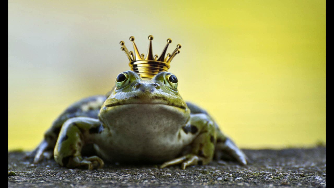 Der Froschkönig