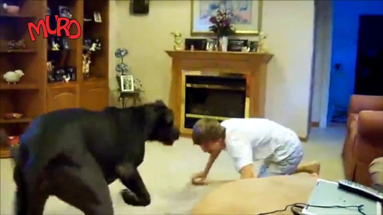 Köpekle Köpek Olmak