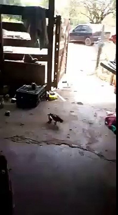amazing video