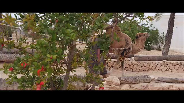 راب تونسي