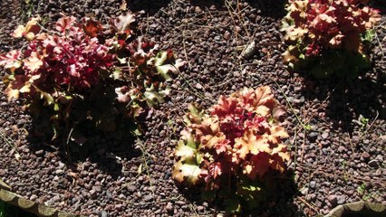 Lotus SutraBuddhist Garden in Paring l'Evêque 7 Catherine & Alan Silva & Damien Collongeat