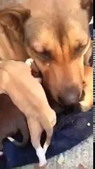 Dog reaction when she finds her puppies