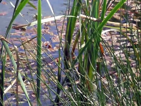 Au Mesnil, dans la mare aux canards c'est la fête à la grenouille!