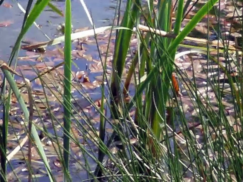 Au Mesnil, dans la mare aux canards c'est la fête à la grenouille!