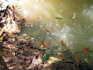 Cet idiot décide de réveiller un boa constrictor endormi !