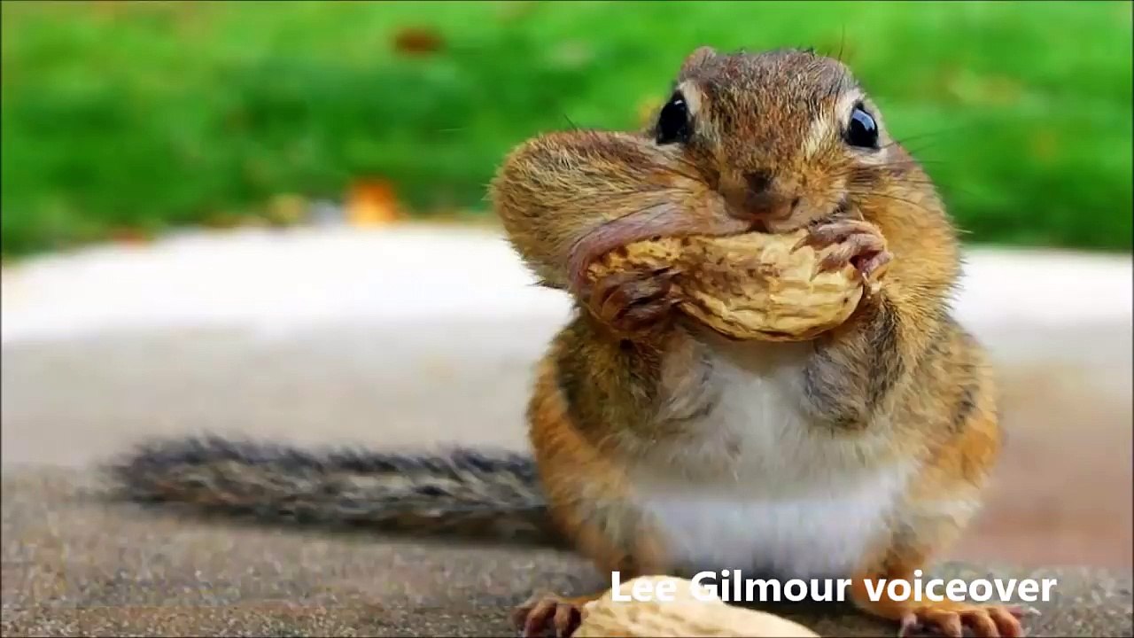 The Scottish Squirrels - rude animal voiceover - video Dailymotion