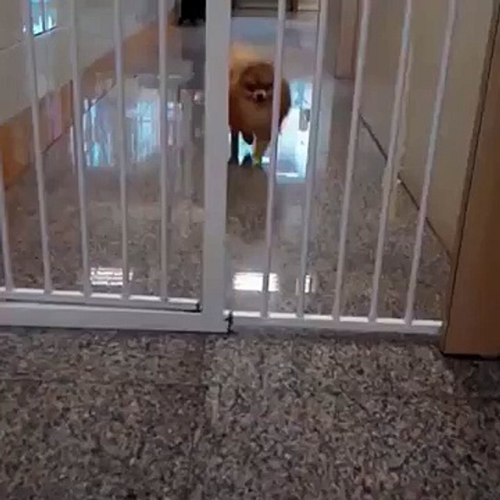 Cat running