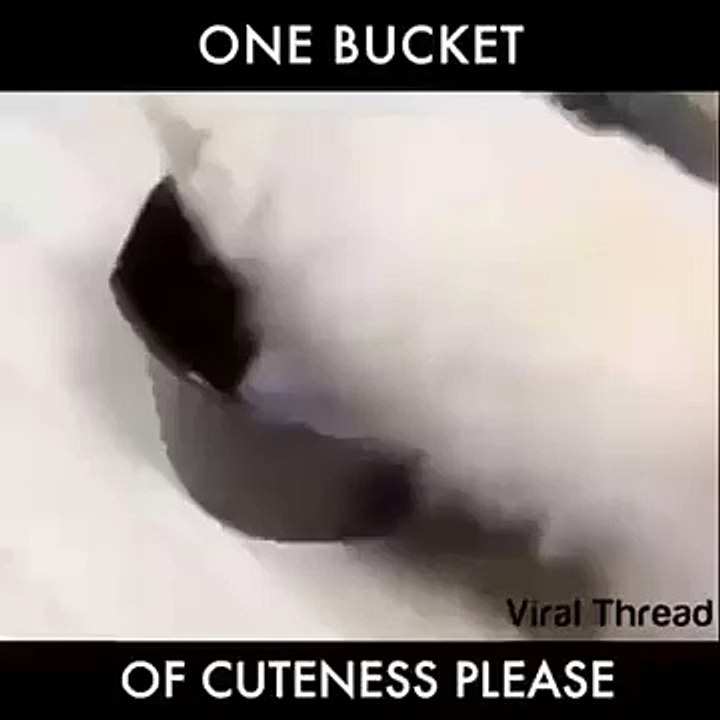 Dog in Cup