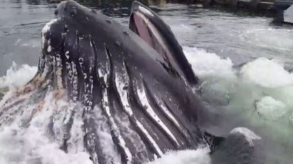 Une baleine à bosse surgit dans un port!!