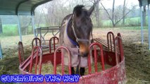 [The Random Stuff] Collected Clips from 11/1/10 - 9/26/11 Rescue OTTB Horses