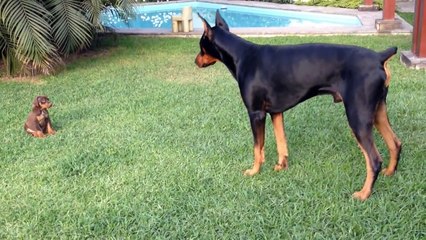 Le concours du plus gros chien