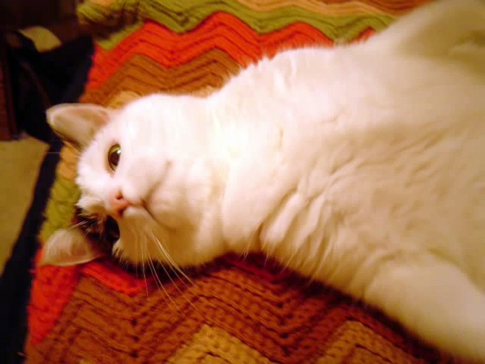 kitty cat
