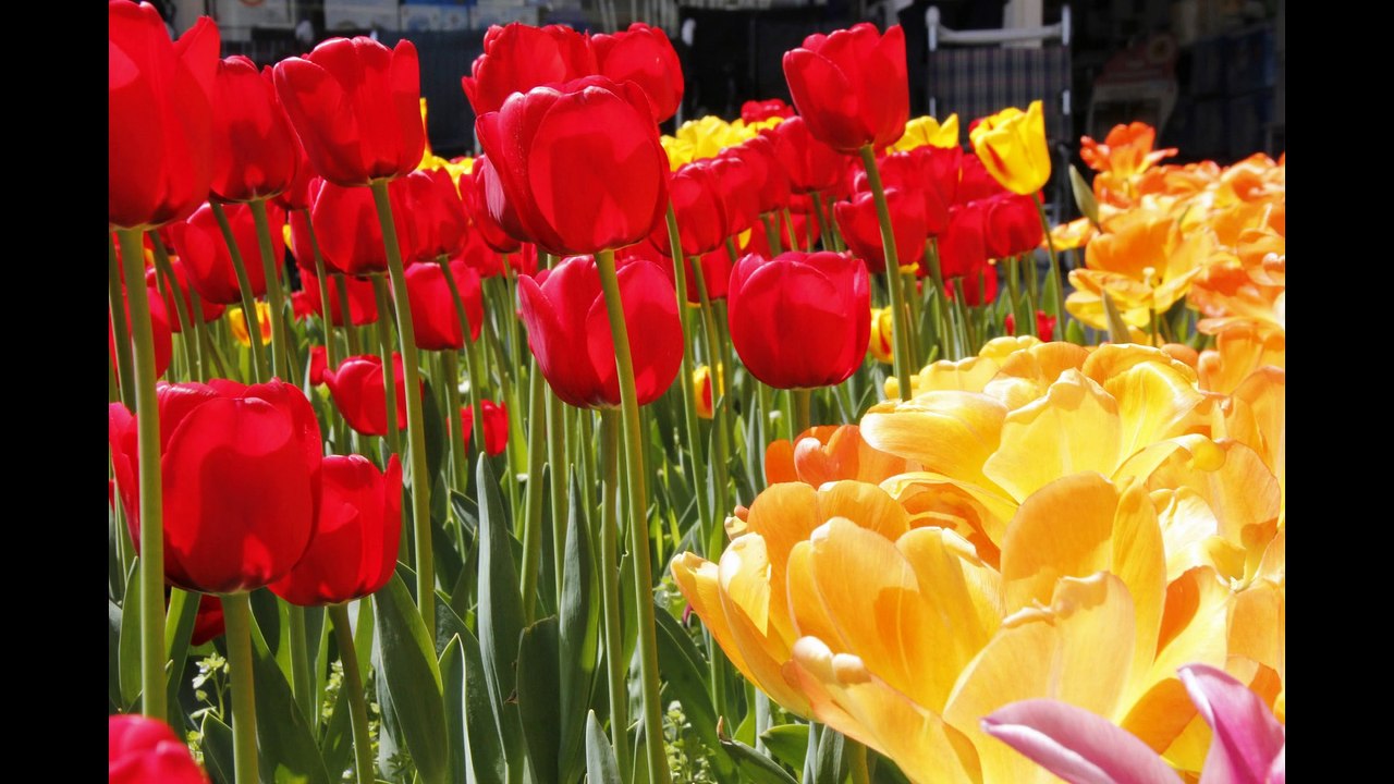 Bugün Anneler Günü