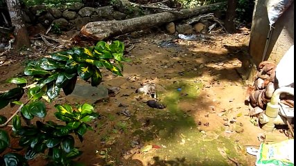 Little kitty-cat kills worlds biggest rat