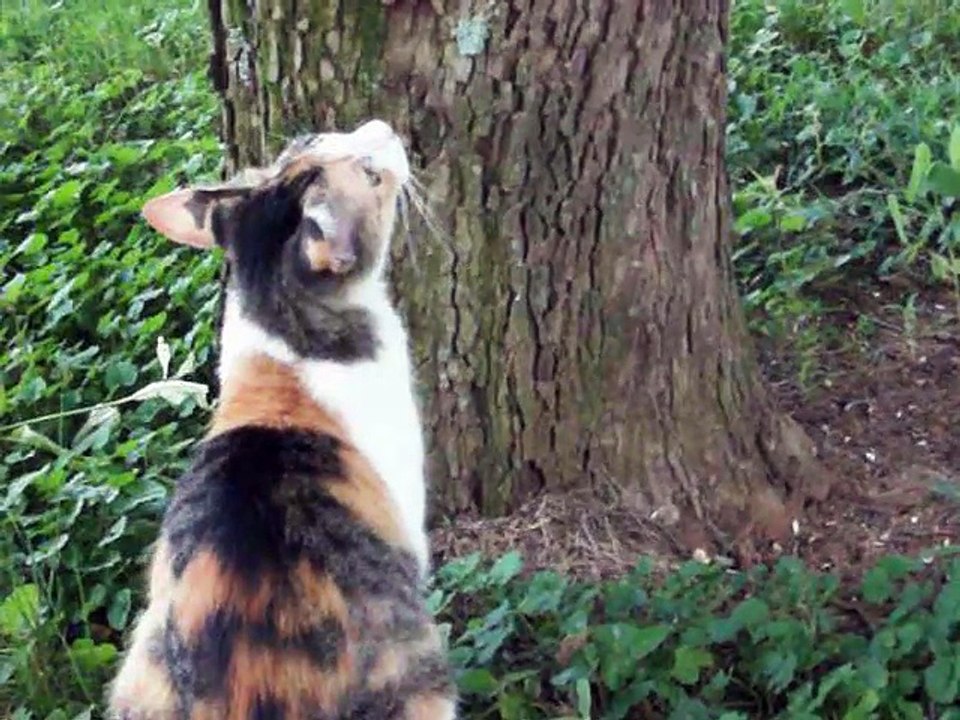 Mama Kitty s Rescue
