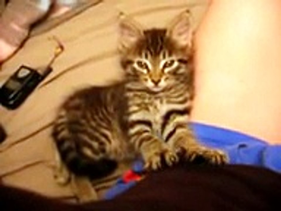 sleepy kitty  making biscuits