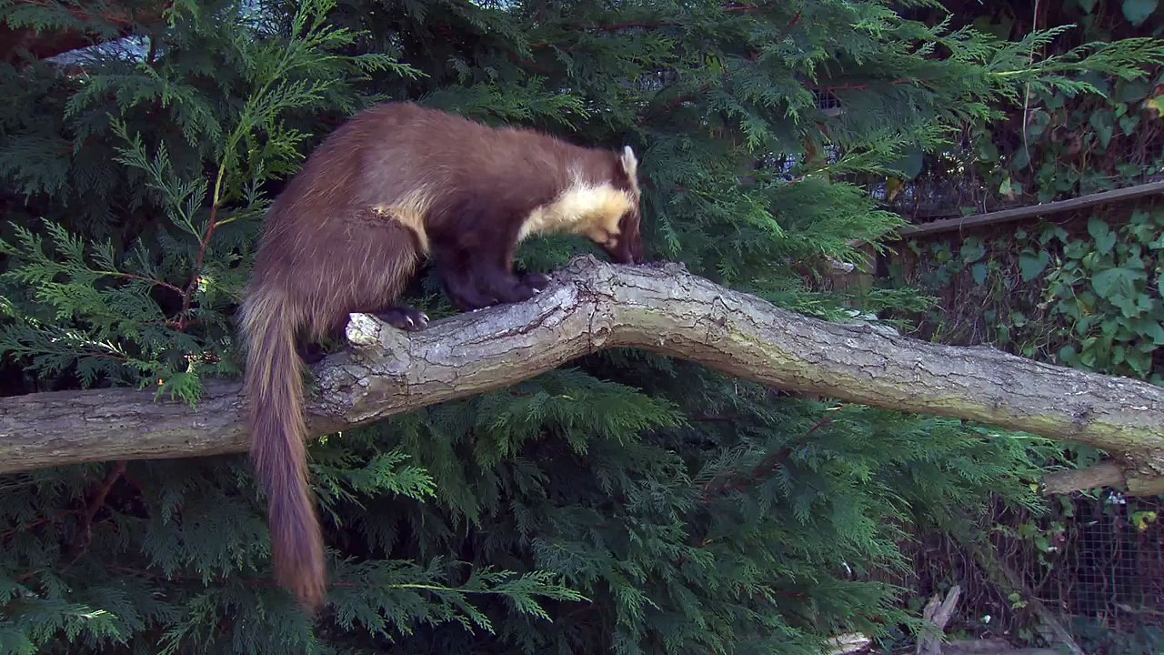 Pine marten at the British Wildlife Centre