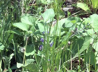 Astma kod dece sve prisutnija, 07. maj 2016. (RTV Bor)