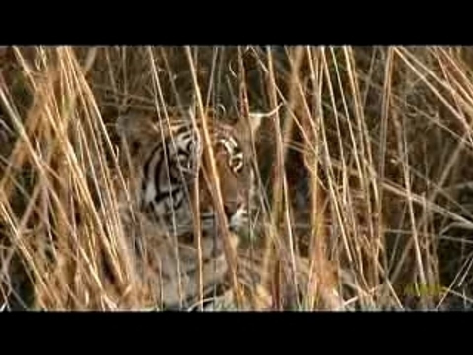 9 Tigers