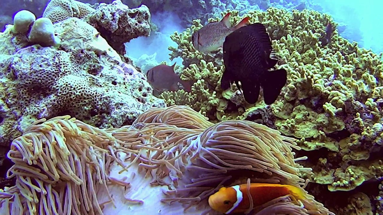 Maldives Net 1