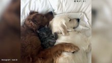 Two Rude Dogs And One Tiny Cat Snuggle Together...