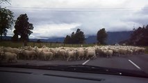 Sheep stampede!