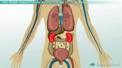 Renin Angiotensin Aldosterone System (RAAS): Pathway, Functions & Terms