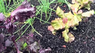 What is Aquaponics System Gardening&How it Works? DIY part I