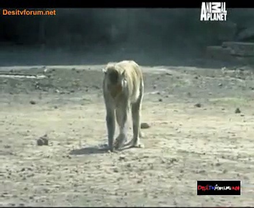Animal Planet Safari 15th November 2014 Video Watch Online pt3
