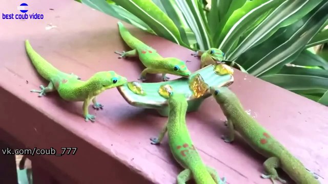 Best COUB. Подборка недели #67