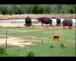 Biggest wild animal fights - CRAZIEST Animals Attack - Lion,Tiger,Hippo,Elephant,Leopard,Rhino