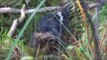 Polowanie zbiorowe na dziki z psami - Psy w miocie - Wild boar hunting with dogs