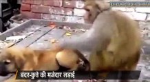 monkey fights with dog