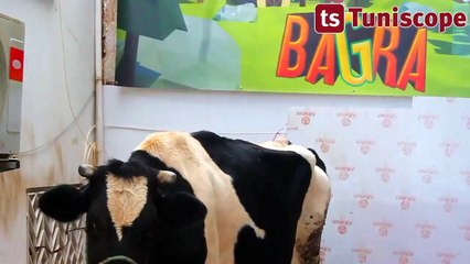 Геймеры из Туниса выиграли корову