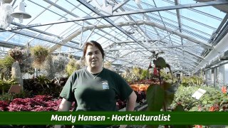 Caring for your Rose Garden Year Round Professional Tips