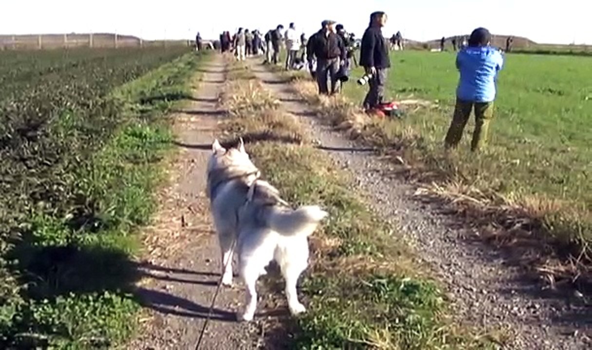 2009　Air Base Festival with siberianhusky hana